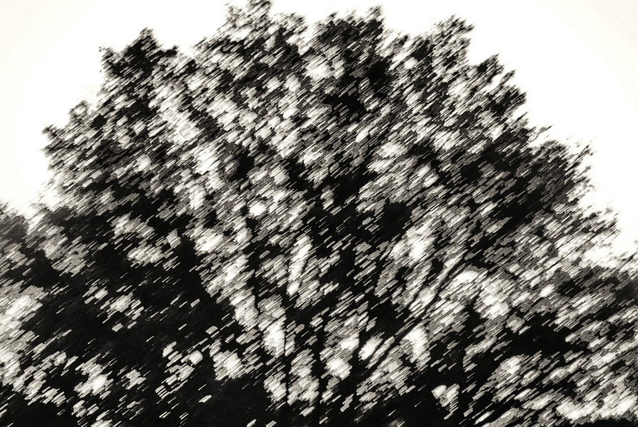 l'arbre au delà de l'image BOURDEAU Roger_05