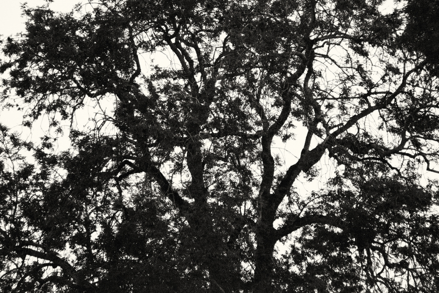 l'arbre au delà de l'image BOURDEAU Roger_06