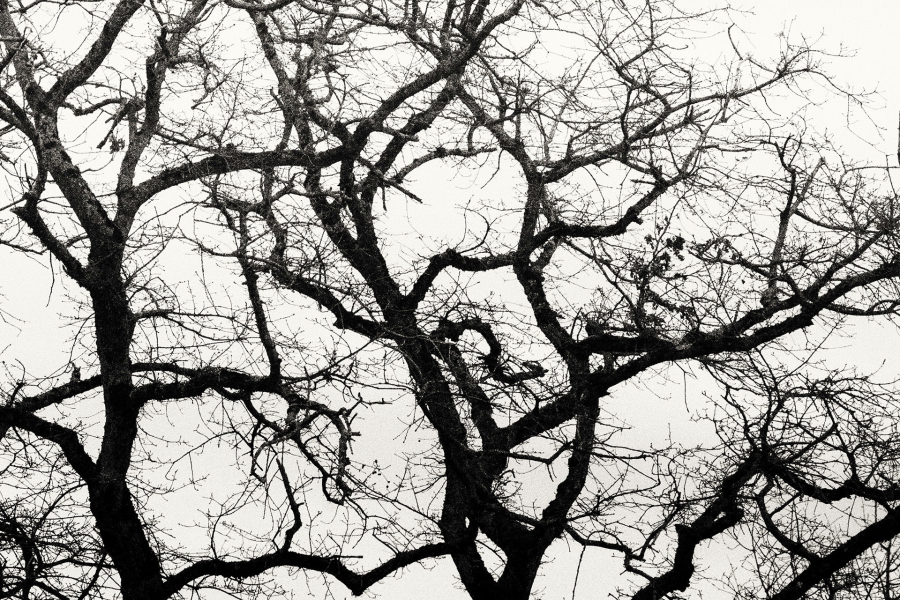 l'arbre au delà de l'image BOURDEAU Roger_07