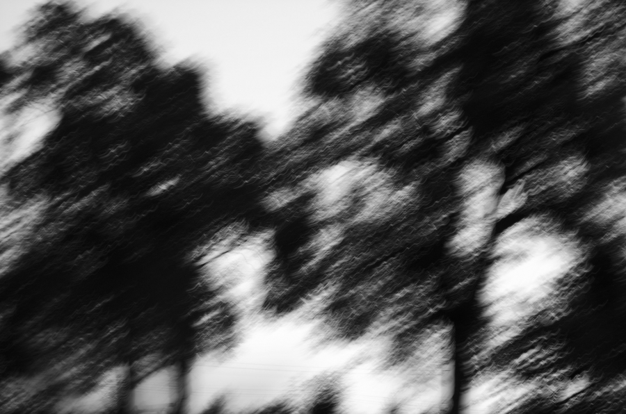 l'arbre au delà de l'image BOURDEAU Roger_08