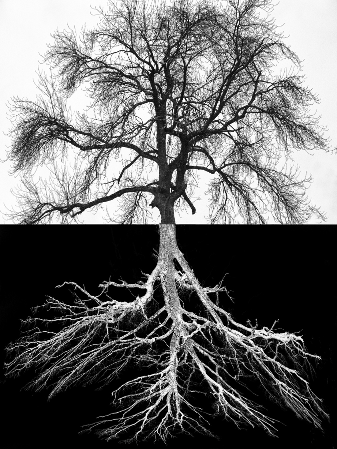 Arbor BOURDEAU Roger_02