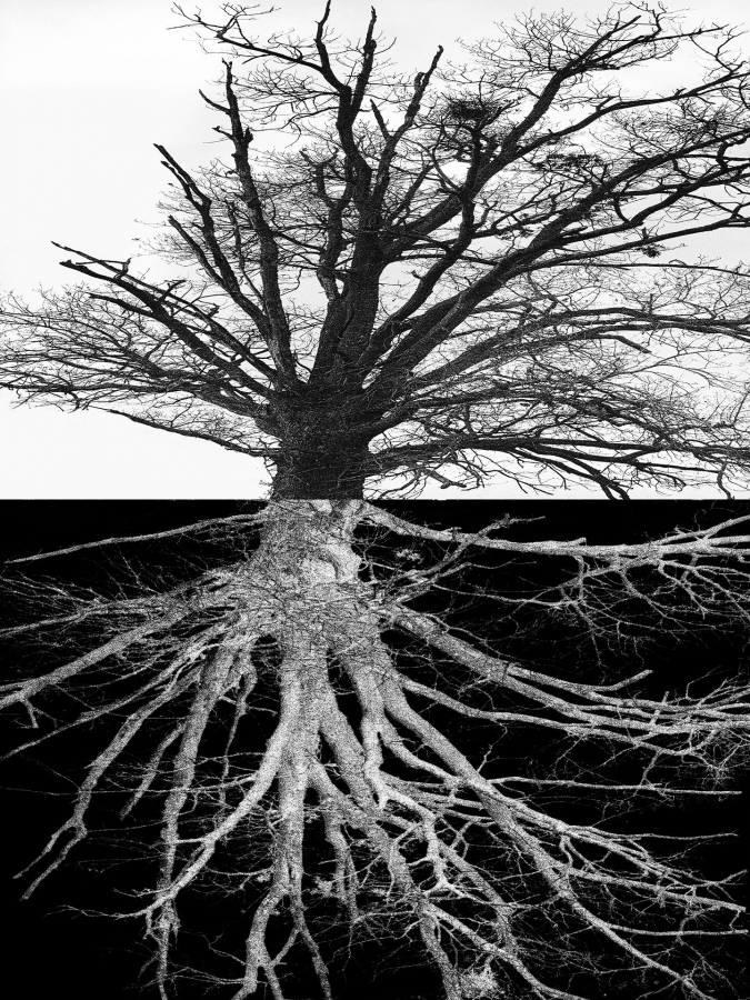 Arbor BOURDEAU Roger_03