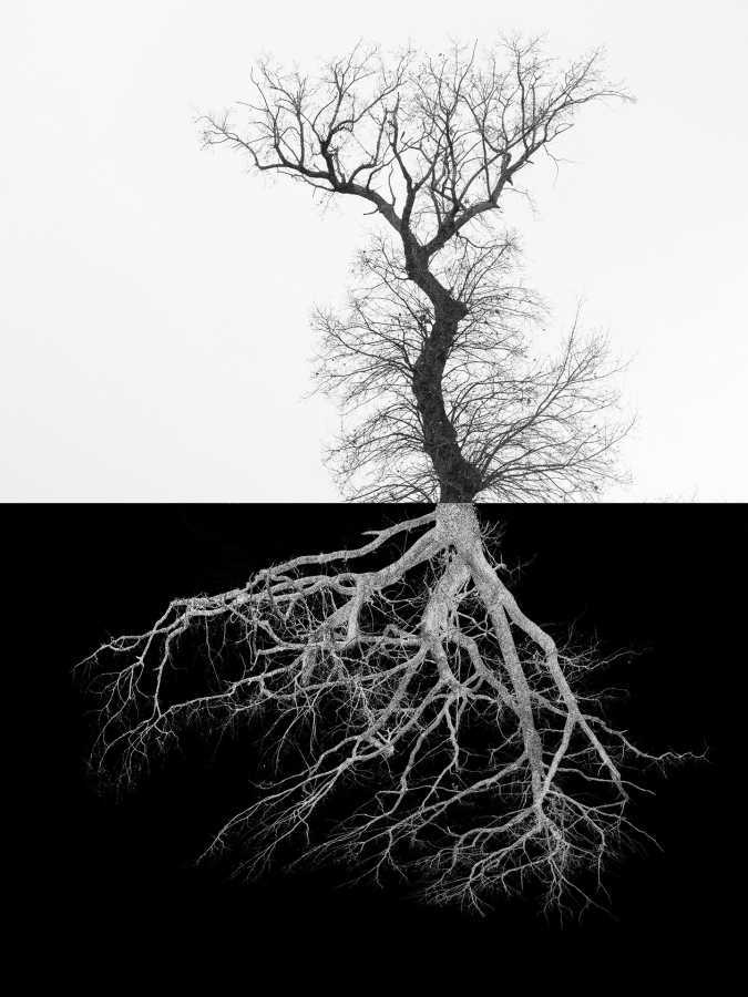 Arbor BOURDEAU Roger_08