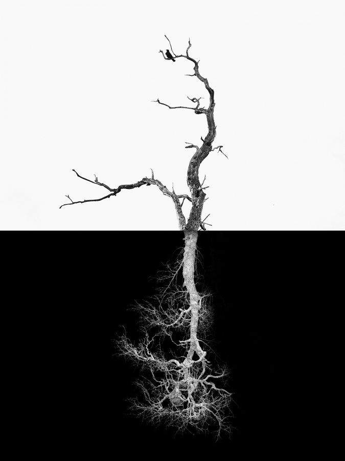 Arbor BOURDEAU Roger_09