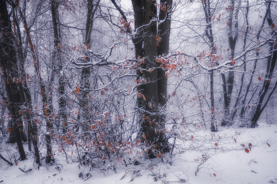 Flanerie hivernale BEAUFILS Monique_03