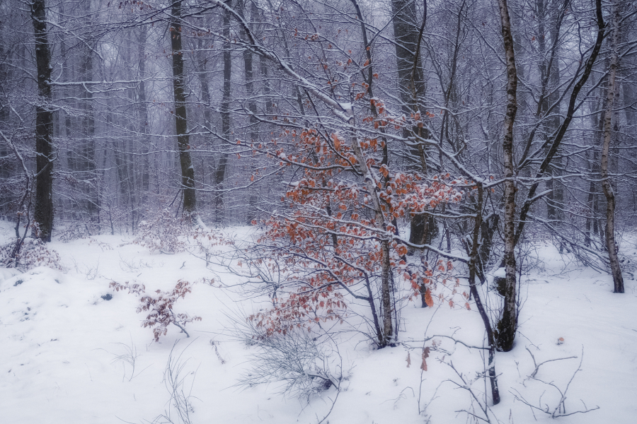 Flanerie hivernale BEAUFILS Monique_05