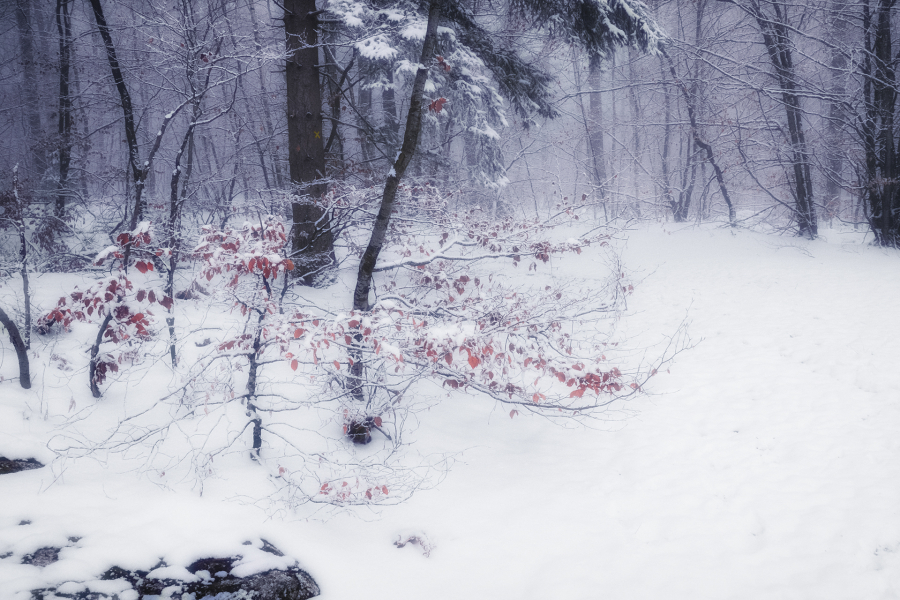 Flanerie hivernale BEAUFILS Monique_07