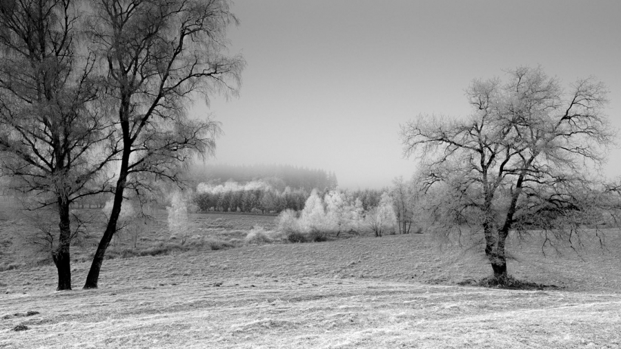Arbres givrés GAUTHIER Alain