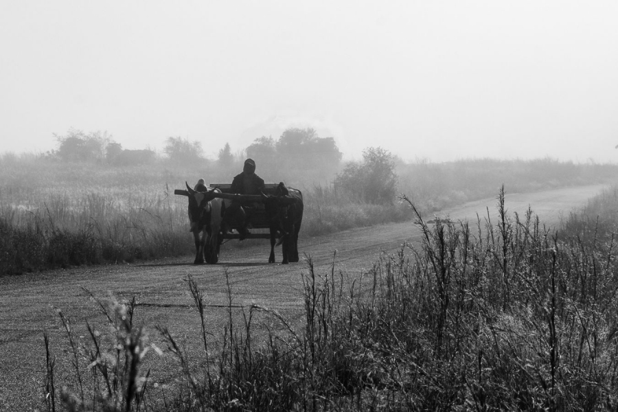 au petit matin GUINOT Gilbert