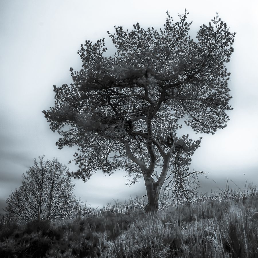 Sélénium GAUTHIER Alain