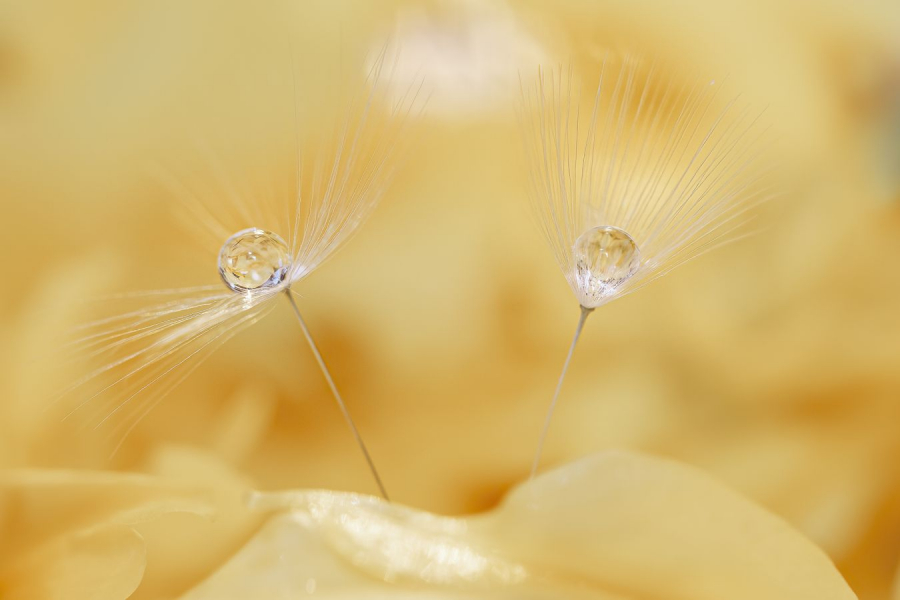 Après la pluie LAMBOEUF Bernard