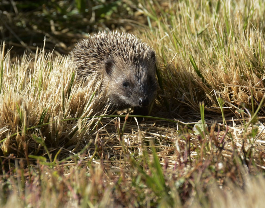 Attention je pique FIAULT Alain
