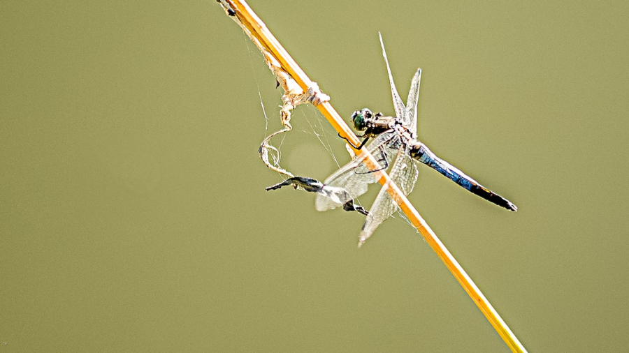 atterrissage MARTINET Thierry