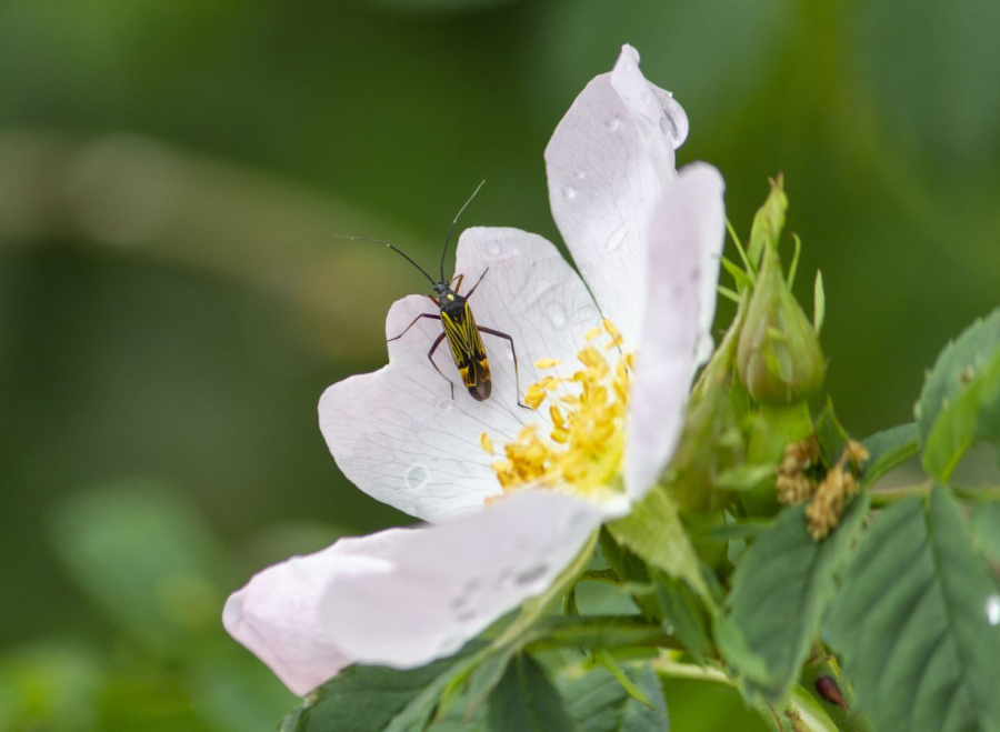 Au début du printemps CHEREAU Jean-Baptiste