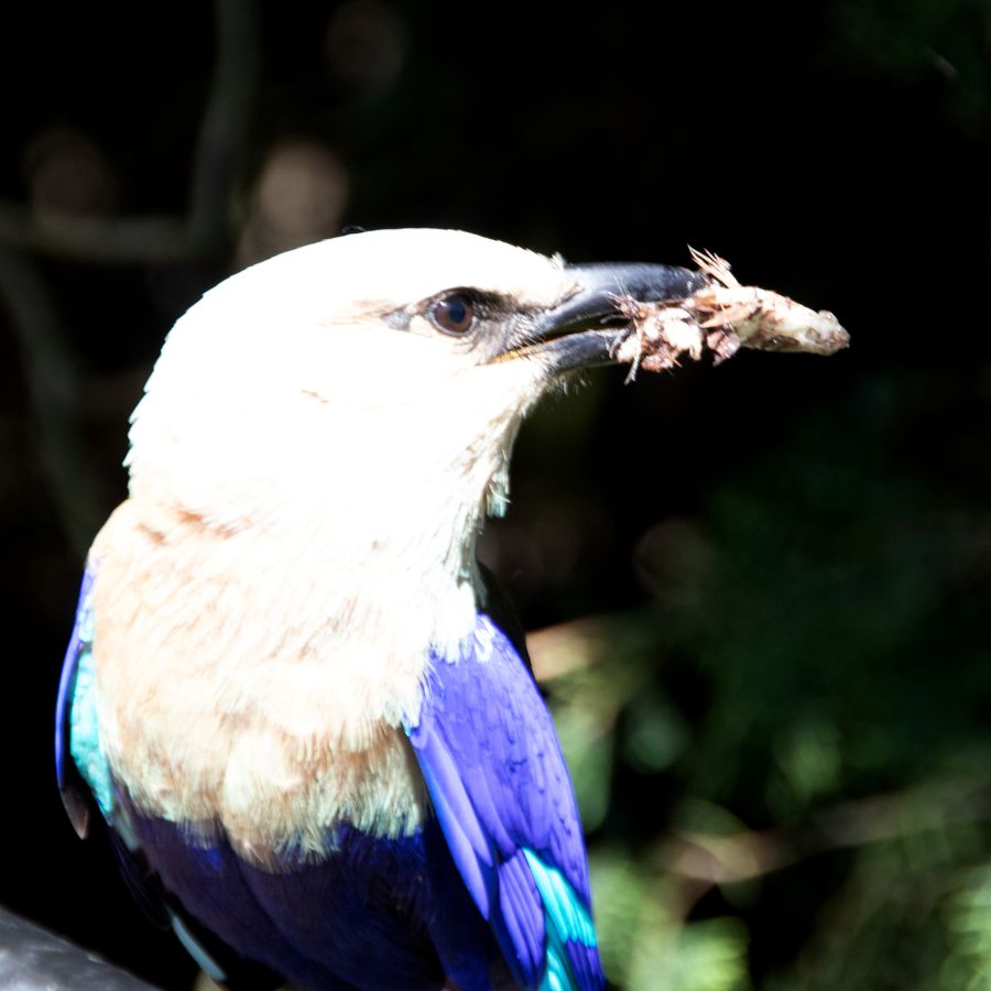 Bon appétit Labonde Anne-Marie