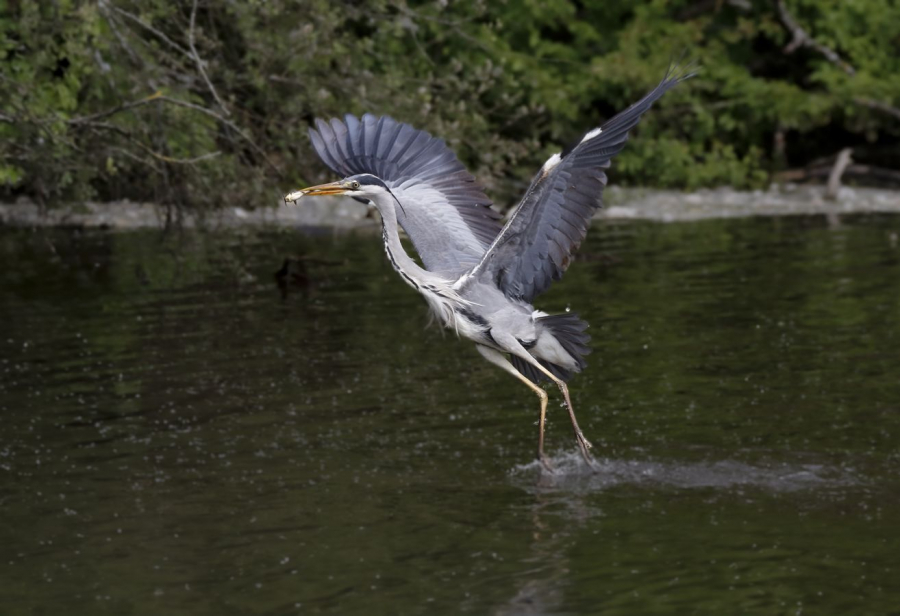 Bonne pioche LAMBOEUF Bernard
