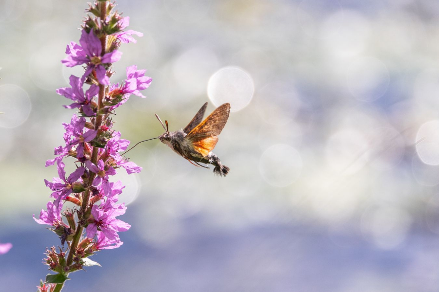 Butinage BEAUFILS Monique