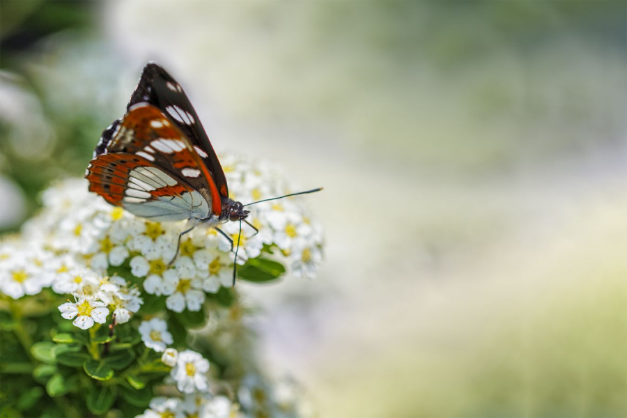 Butinage LAMBOEUF Bernard