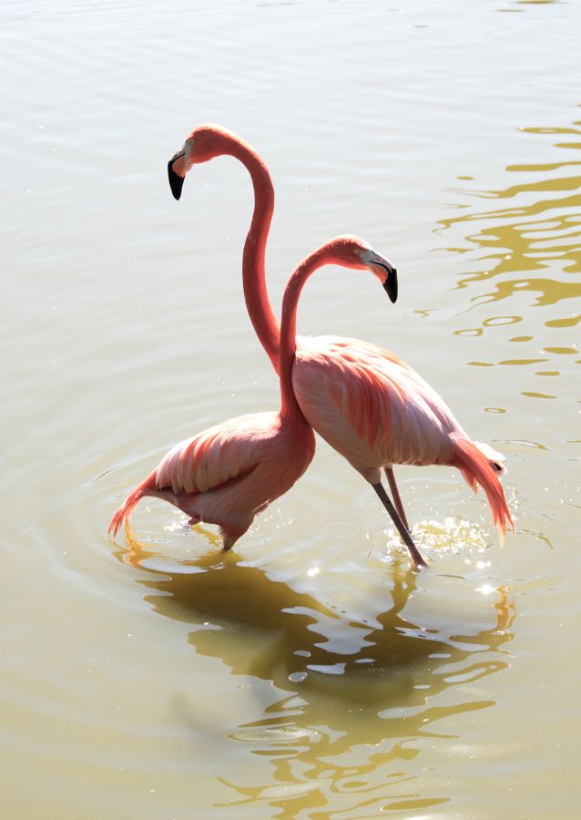 Câlin de flamants Labonde Anne-Marie