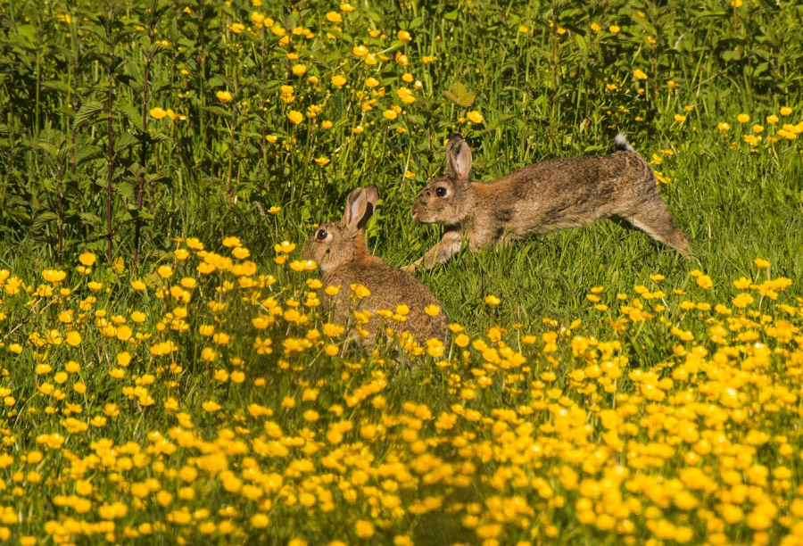 C'est la course FIAULT Alain