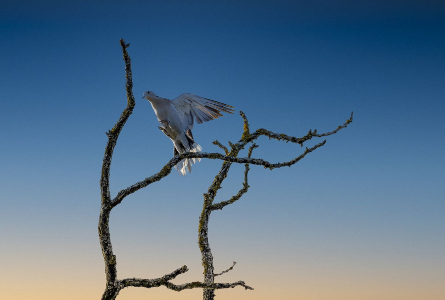 En approche LAMBOEUF Bernard