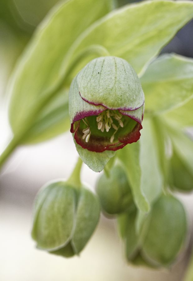 hellebore FOUEL Jacques