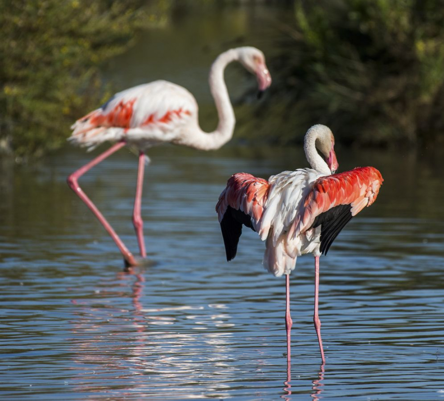 Je te palis FIAULT Alain