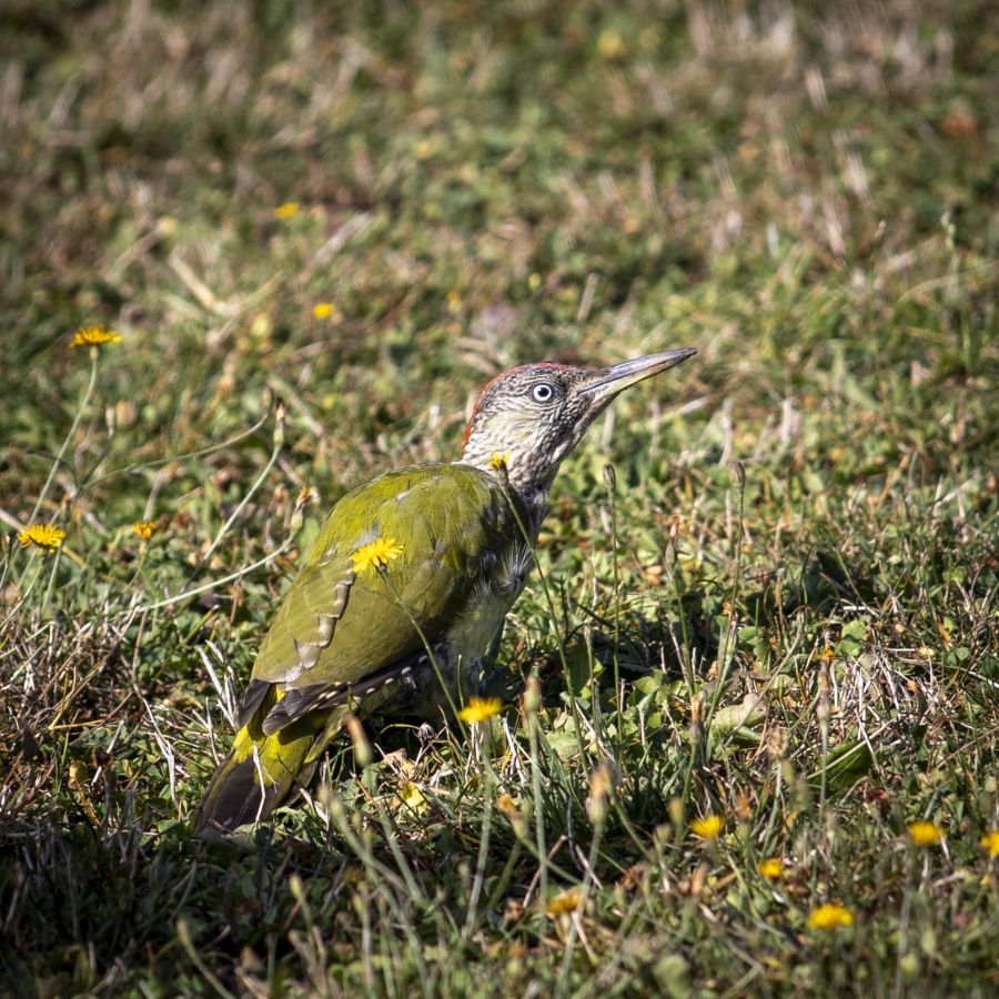 J'essaie de me cacher CHEREAU Jean-Baptiste