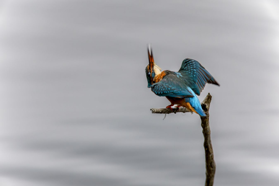 La tête à l'envers CONTASSOT Philippe
