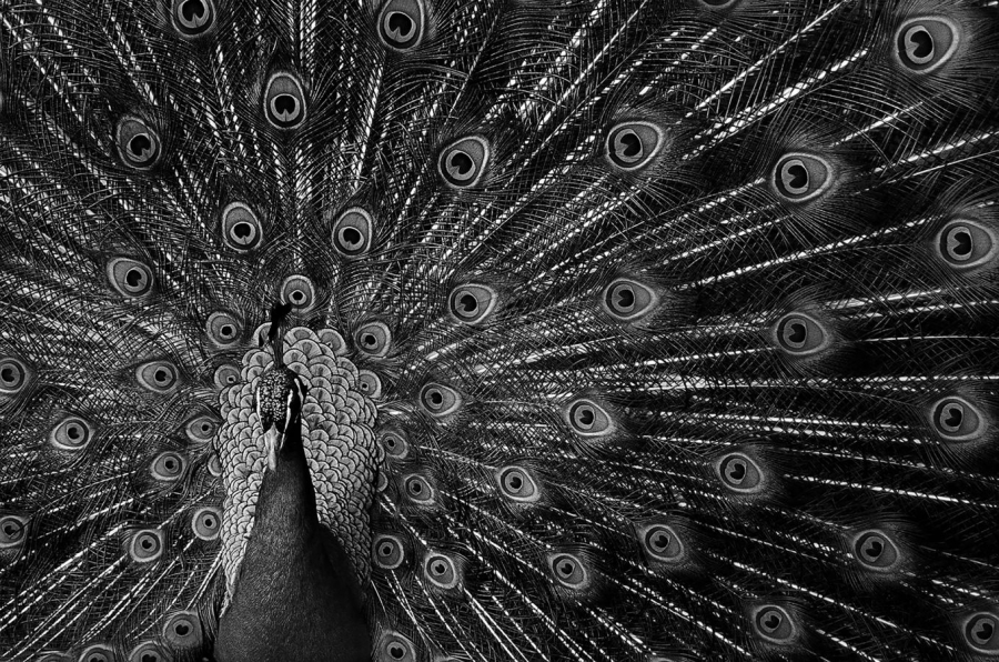 Le paon MILLIET Laurent