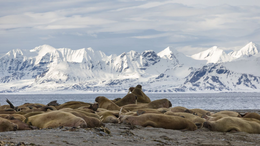 L'heure de la sieste CONTASSOT Philippe