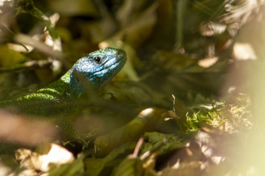 Même pas vu CHEREAU Jean-Baptiste