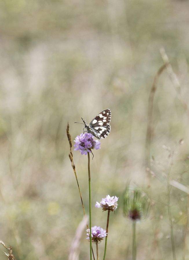 papillon FOUEL Jacques