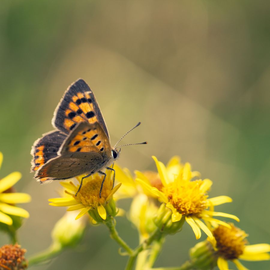 Simplement cuivré CHEREAU Jean-Baptiste