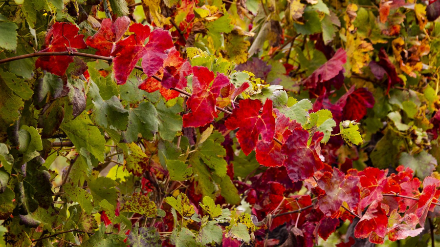 Vigne flamboyante MOSNIER Michel