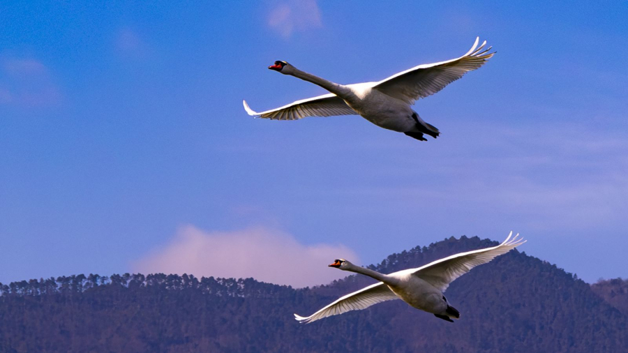 Vol de cygnes MOSNIER Michel