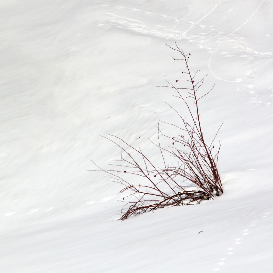 Dans la neige Labonde Anne-Marie