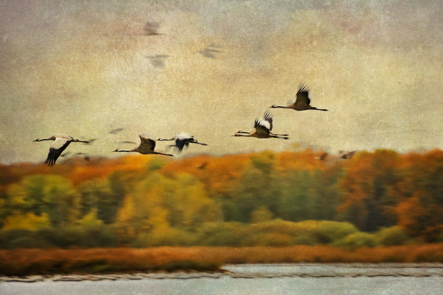 Décollage BEAUFILS Monique