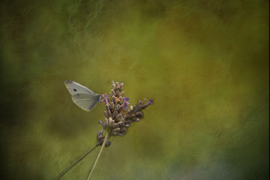 Délicatesse MILLIET Laurent