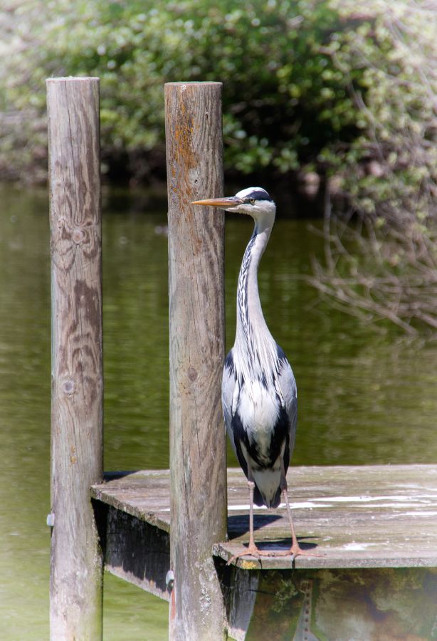 Guetteur Labonde Anne-Marie