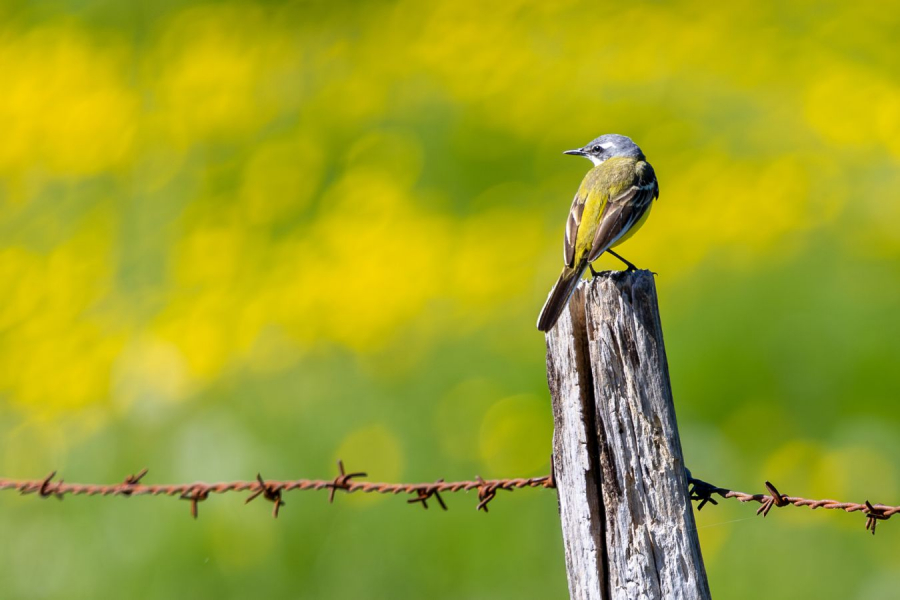 Inquiétude CONTASSOT Philippe