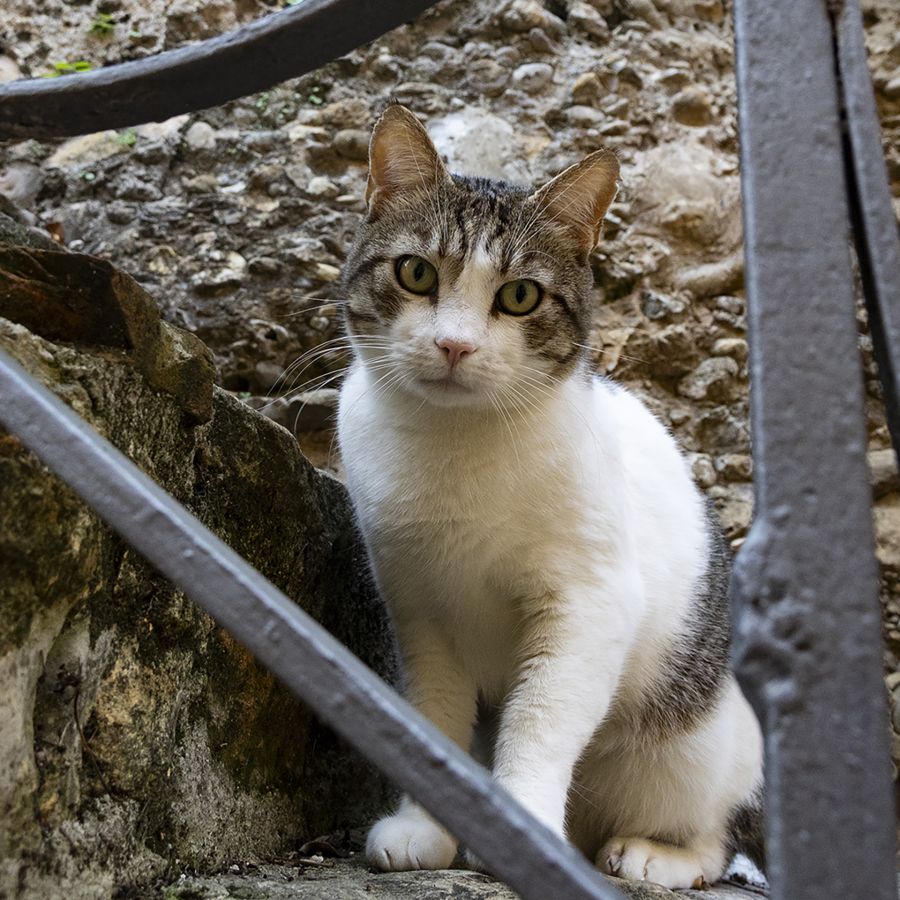 Inquiétude MOSNIER Michel
