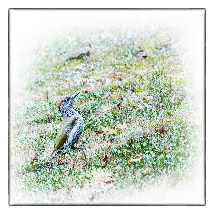 Le pic vert CLERC Monique