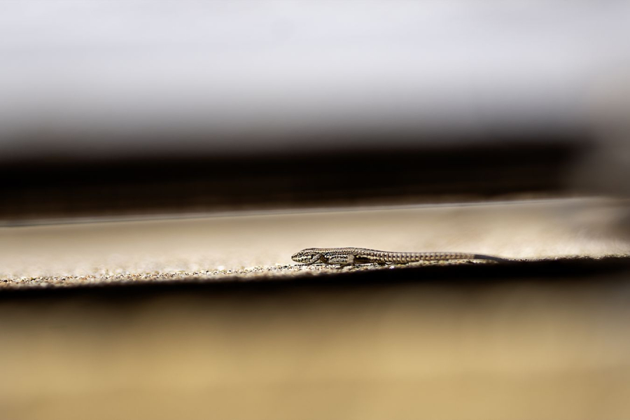 lézarder dans le tunnel.... MILLIET Laurent