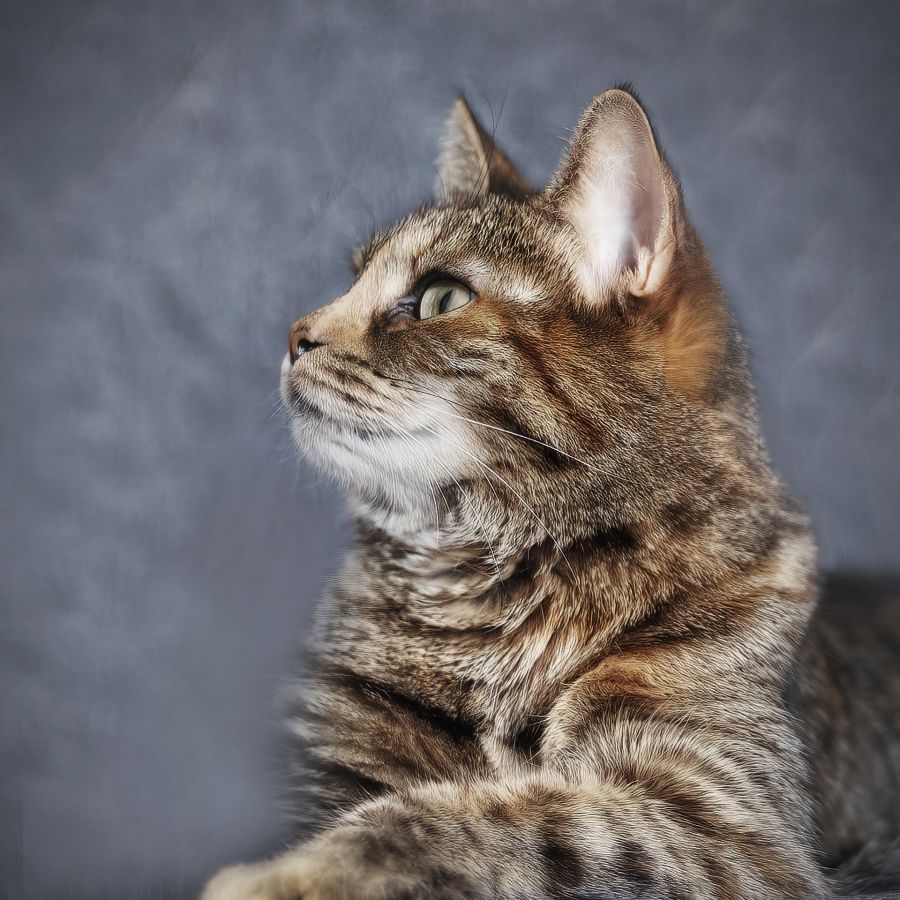 Portrait félin LAMBOEUF Bernard