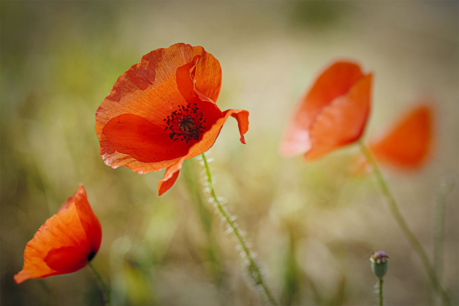 Gentils coquelicots LAMBOEUF Bernard