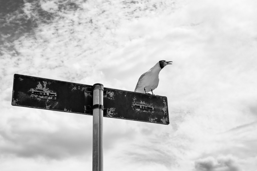 La mouette MILLIET Laurent
