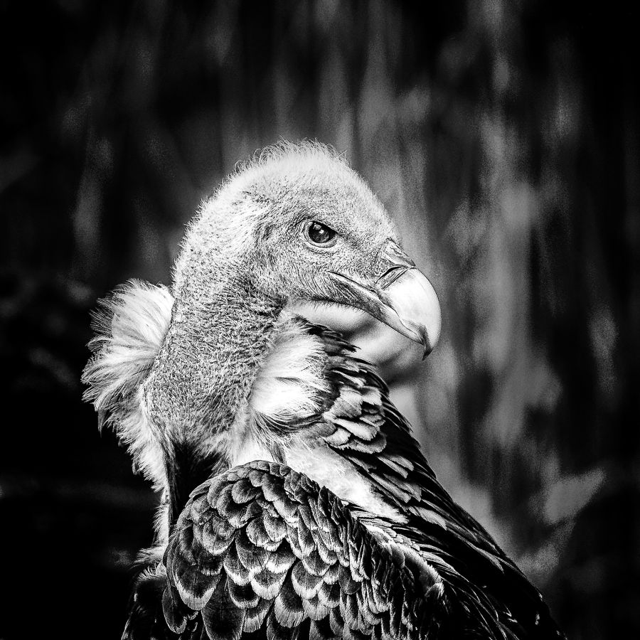 Regard en coin LAMBOEUF Bernard