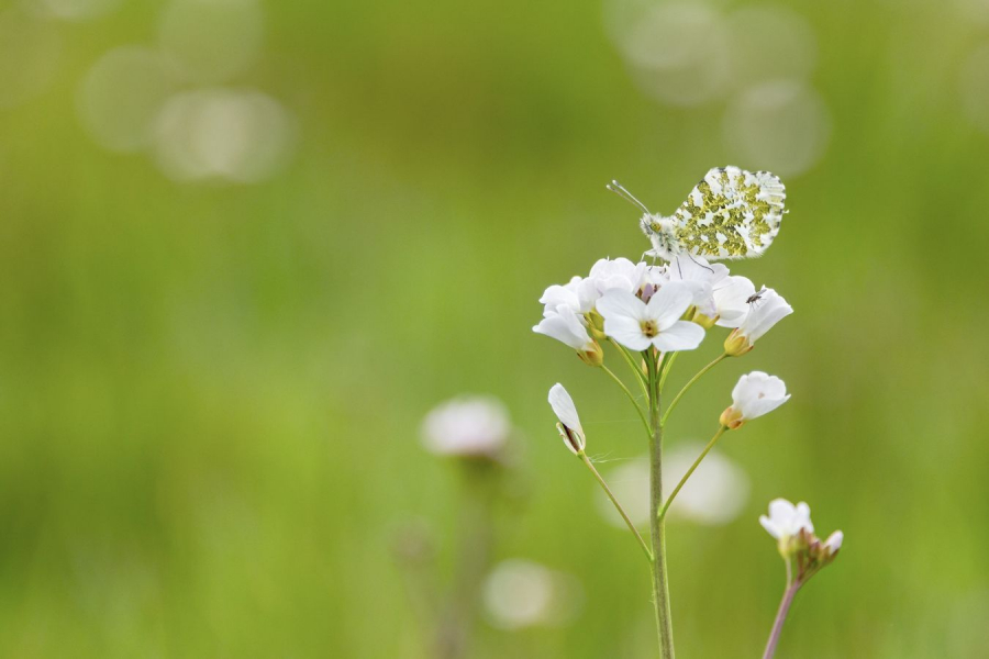 Aurore BEAUFILS Monique