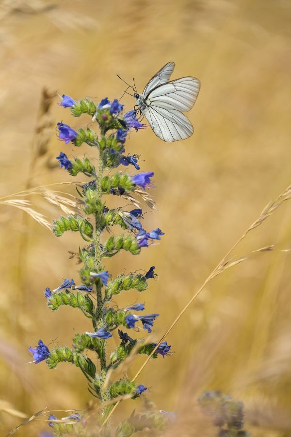 Dégustation BEAUFILS Monique